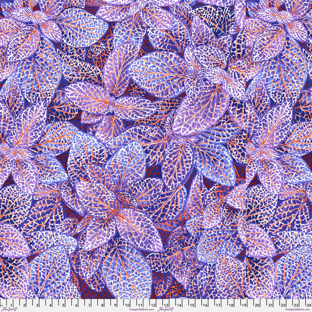 KFC Fittonia BLUE PWPJ129 .Priced per 25cm