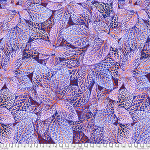 KFC Fittonia BLUE PWPJ129 .Priced per 25cm
