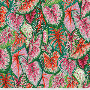 KFC Caladiums Bright PWPJ108 Priced per 25cm *LAST CHANCE*